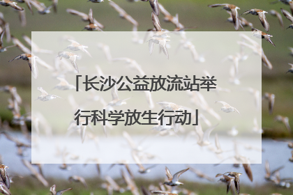 长沙公益放流站举行科学放生行动